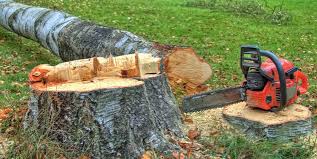 Wolf Trap, VA Tree Removal Company