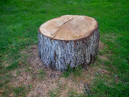Best Fruit Tree Pruning  in Wolf Trap, VA