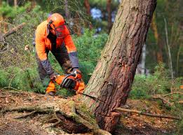 Best Organic Lawn Care Solutions  in Wolf Trap, VA