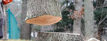 Best Commercial Tree Services  in Wolf Trap, VA