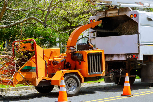 How Our Tree Care Process Works  in  Wolf Trap, VA