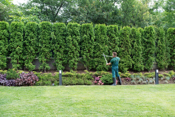 Best Aeration Services  in Wolf Trap, VA