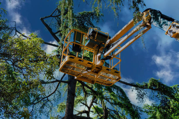Best Arborist Consultation Services  in Wolf Trap, VA
