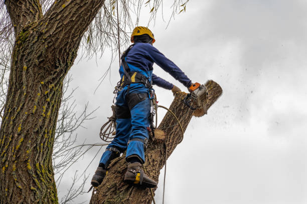 Best Leaf Removal  in Wolf Trap, VA