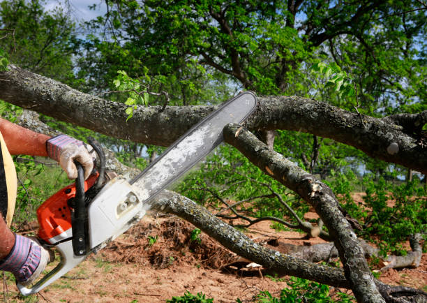 Best Tree Health Inspection  in Wolf Trap, VA